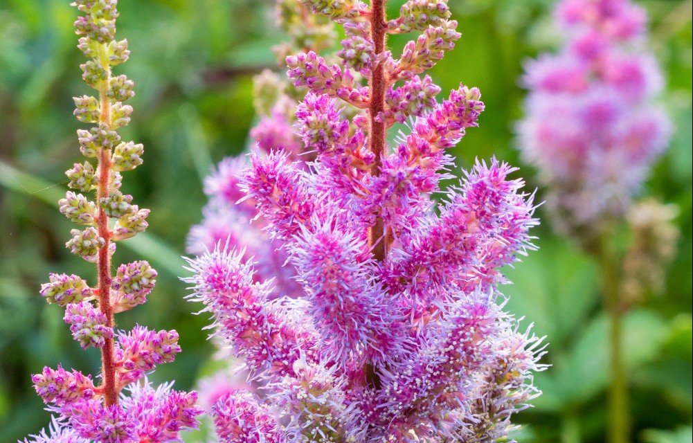 Cómo cuidar los astilbes