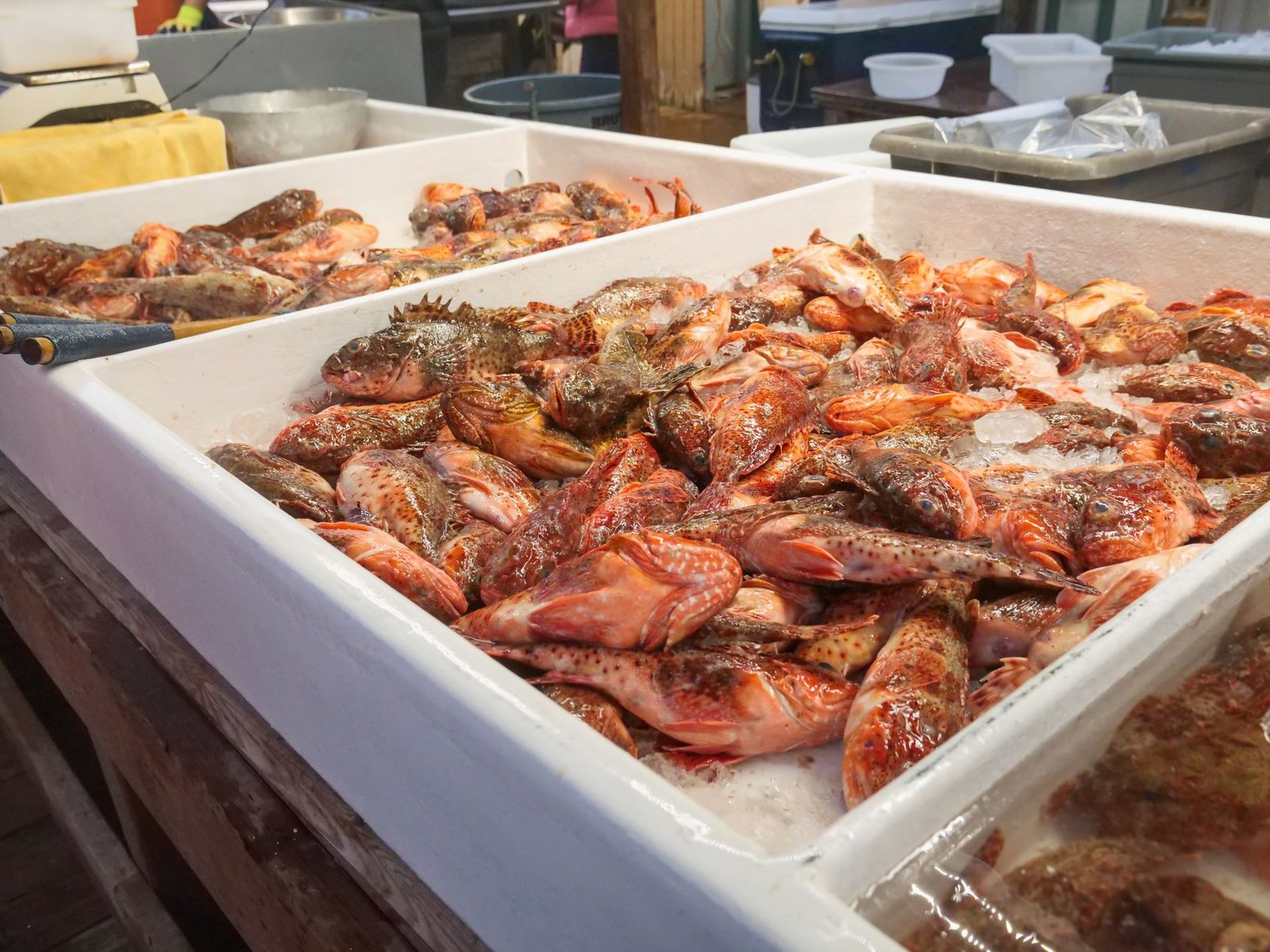 Pescado fresco en la pescadería