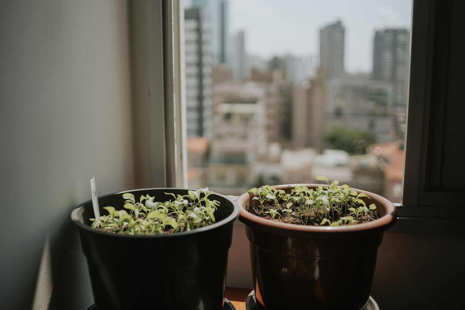 Plantas de interior en casa