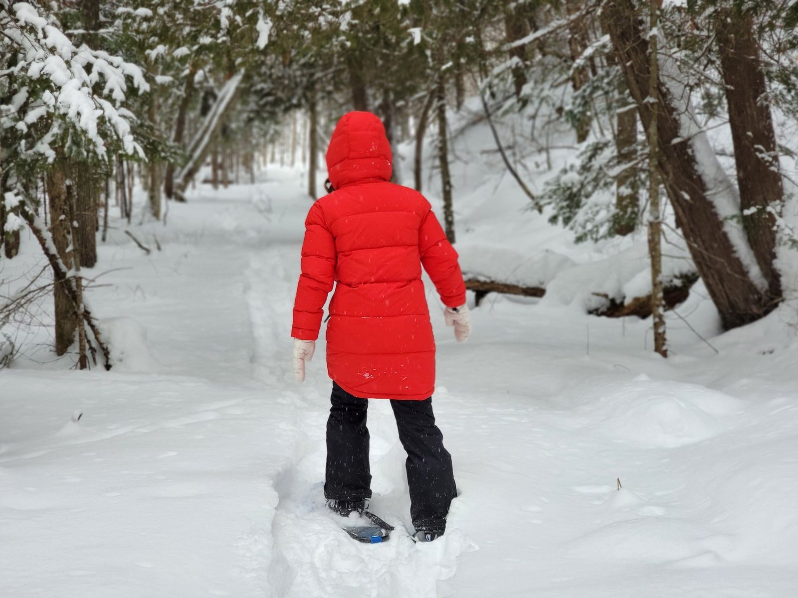 Excursionista caminando con raquetas de nieve por un bosque nevado en invierno